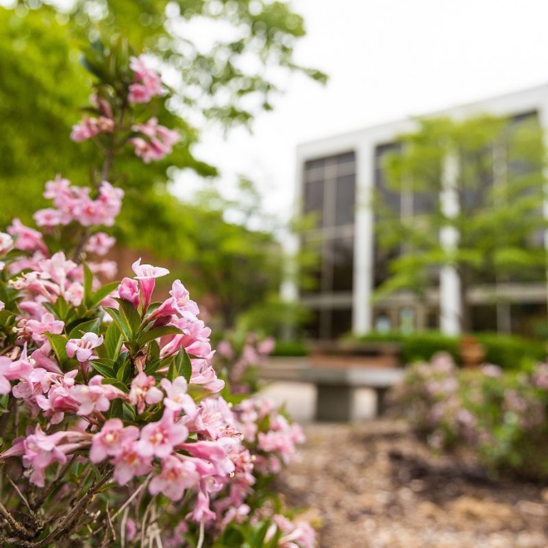 small pick flowers are in the foreground with a Bridgewater campus building in the background
