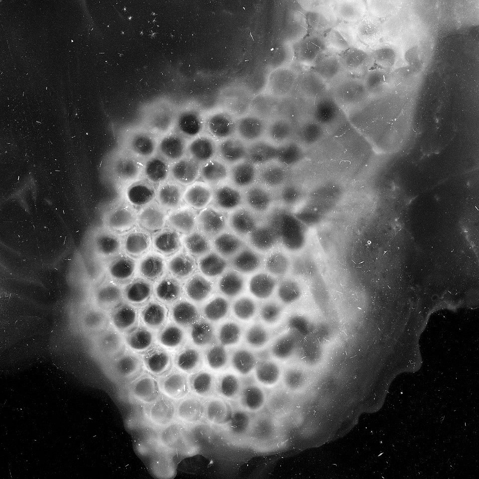 An archival pigment print from a cameraless negative of an empty honey comb.