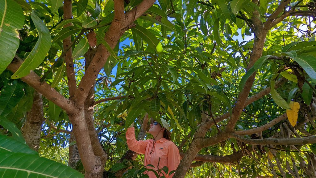 Bridgewater College student Allison O'Brien performs field research in a papaya tree in Queensland, Australia
