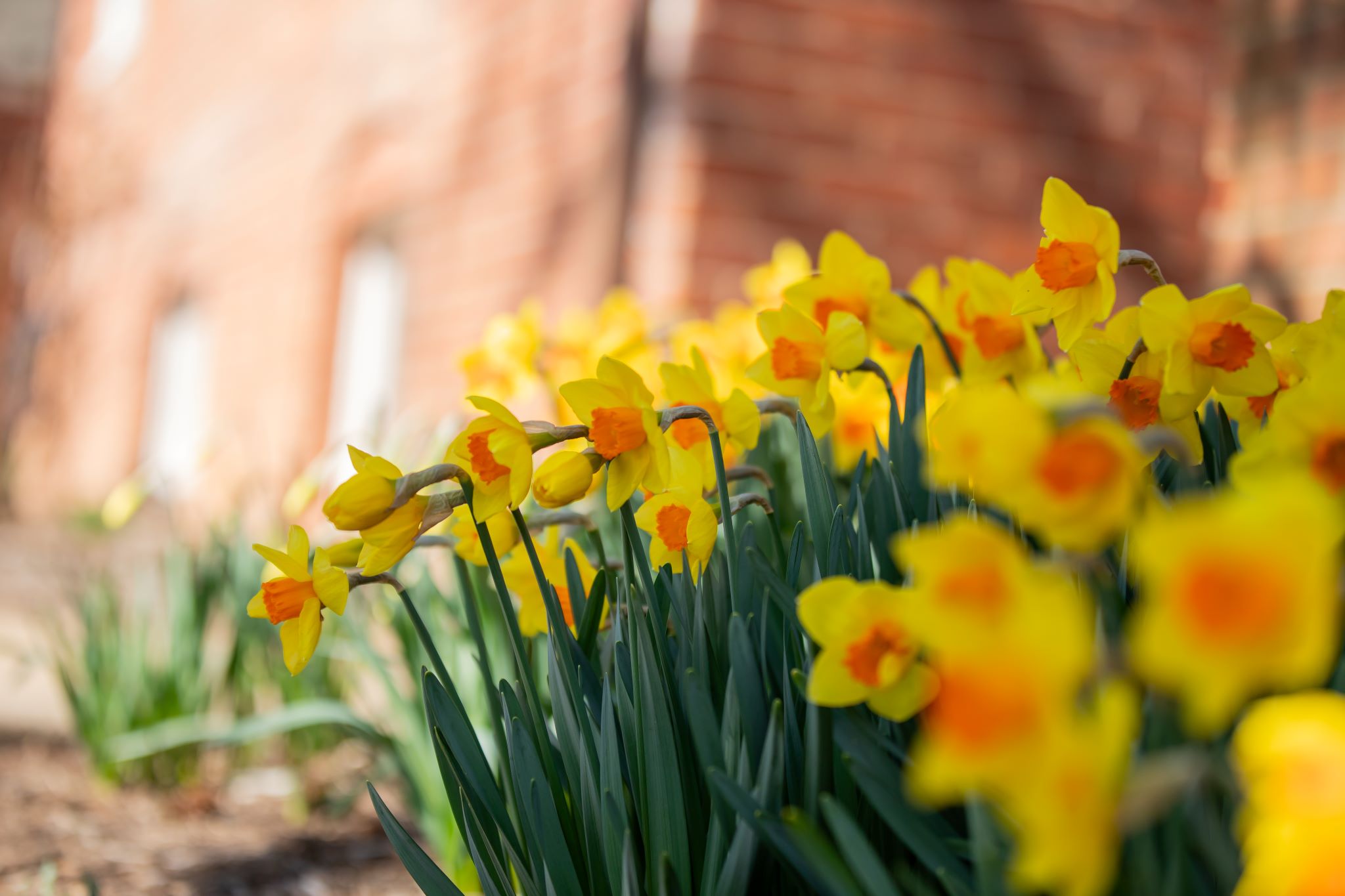 Daffodils blooming