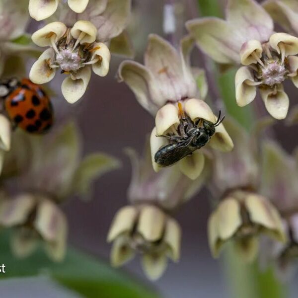 Photo of bees and flowers by Scott Jost.
