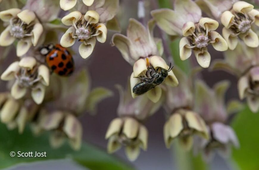 Photo of bees and flowers by Scott Jost.