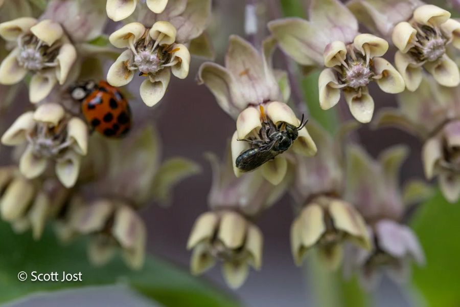 Photo of bees and flowers by Scott Jost.